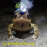 /home//u458753944/public_html/sourcegallery//////////////////////////////////////Roxborough Toad Detour/2013-2019/2018/2018-04-28/P4280024.JPG